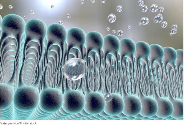 Interstellar Cellular Membranes… – Physics and Nano